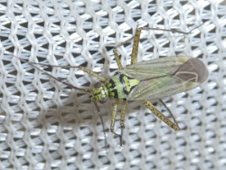 Oncotylus viridiflavus